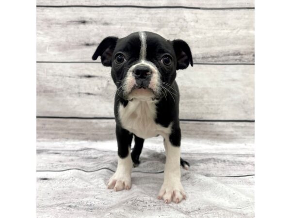 Boston Terrier DOG Female Black / White 7550 Petland Ashland, Kentucky