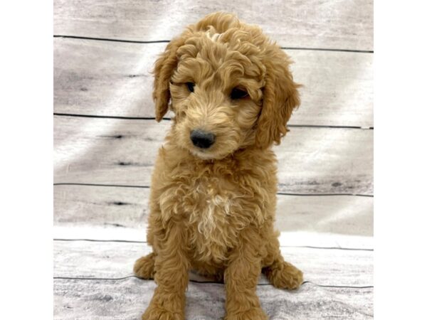 Goldendoodle DOG Female Golden 7549 Petland Ashland, Kentucky