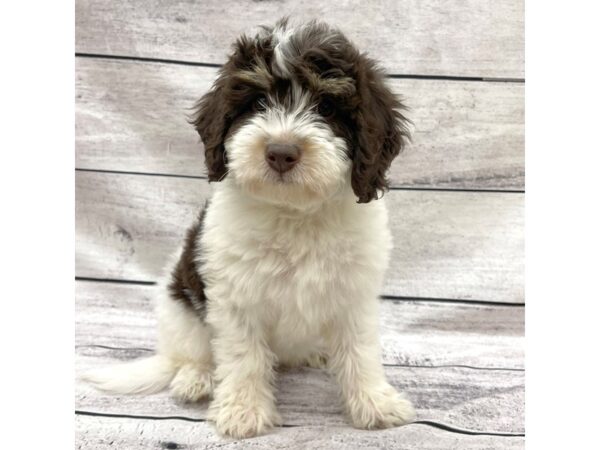 Bernedoodle Mini 2nd Gen-DOG-Female-Chocolate White Tan-7548-Petland Ashland, Kentucky