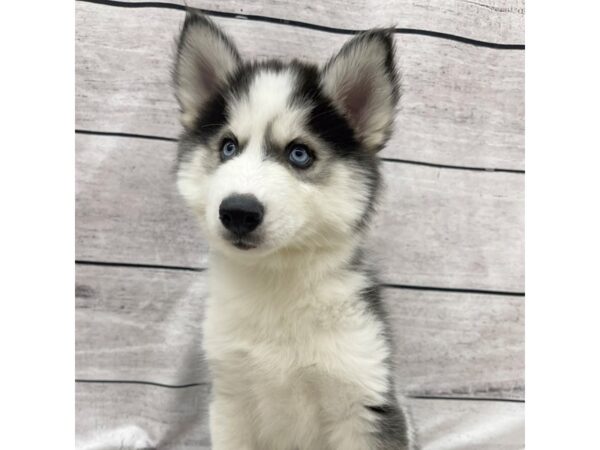 Siberian Husky DOG Female Black / White 7547 Petland Ashland, Kentucky