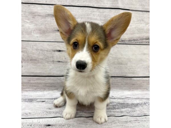 Pembroke Welsh Corgi DOG Female Black Tan / White 7545 Petland Ashland, Kentucky