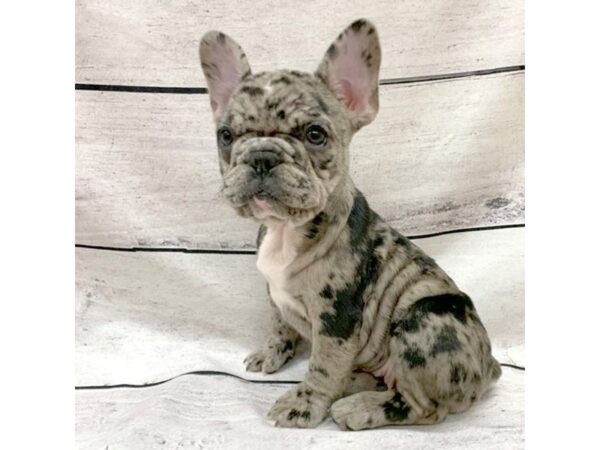 French Bulldog DOG Female Blue Merle 7544 Petland Ashland, Kentucky