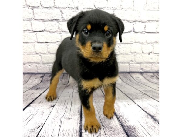 Rottweiler DOG Female Black / Rust 9053 Petland Ashland, Kentucky