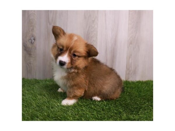 Pembroke Welsh Corgi DOG Female Red / White 7557 Petland Ashland, Kentucky