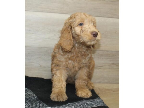 Goldendoodle-DOG-Male-Brown-7565-Petland Ashland, Kentucky