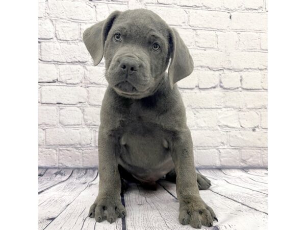 Cane Corso-DOG-Male-Blue-7556-Petland Ashland, Kentucky