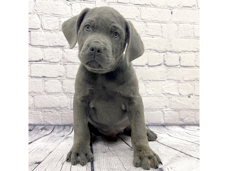 Cane Corso Puppy Blue ID7556 Located at Petland Ashland, Kentucky