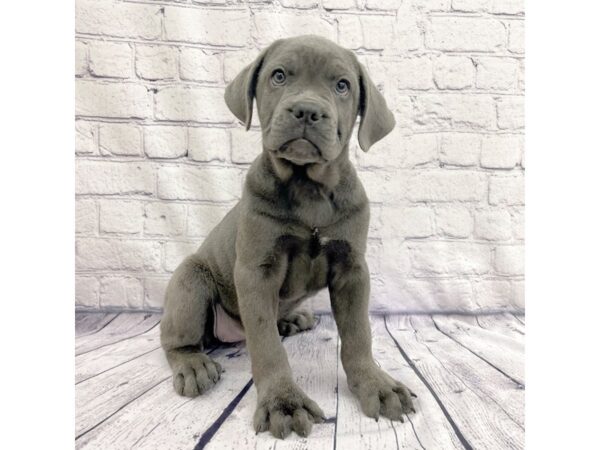 Cane Corso-DOG-Female-Blue-7559-Petland Ashland, Kentucky