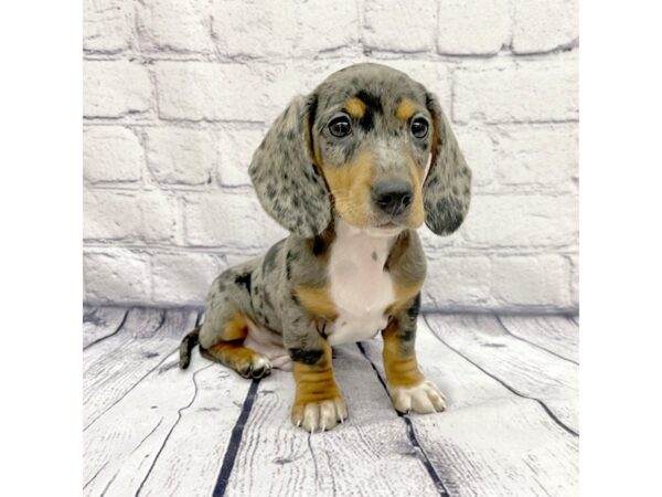 Dachshund DOG Male Silver Dapple 7560 Petland Ashland, Kentucky