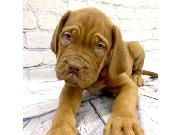 Dogue De Bordeaux-DOG-Male-Mahogany-7568-Petland Ashland, Kentucky