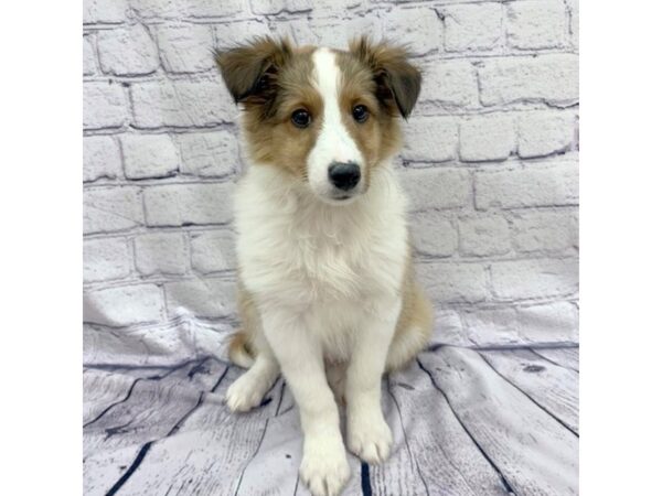 Shetland Sheepdog DOG Male Sable / White 7567 Petland Ashland, Kentucky