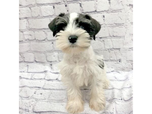 Miniature Schnauzer DOG Male Black / Silver 7566 Petland Ashland, Kentucky