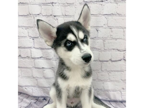 Siberian Husky DOG Male Black / White 7564 Petland Ashland, Kentucky