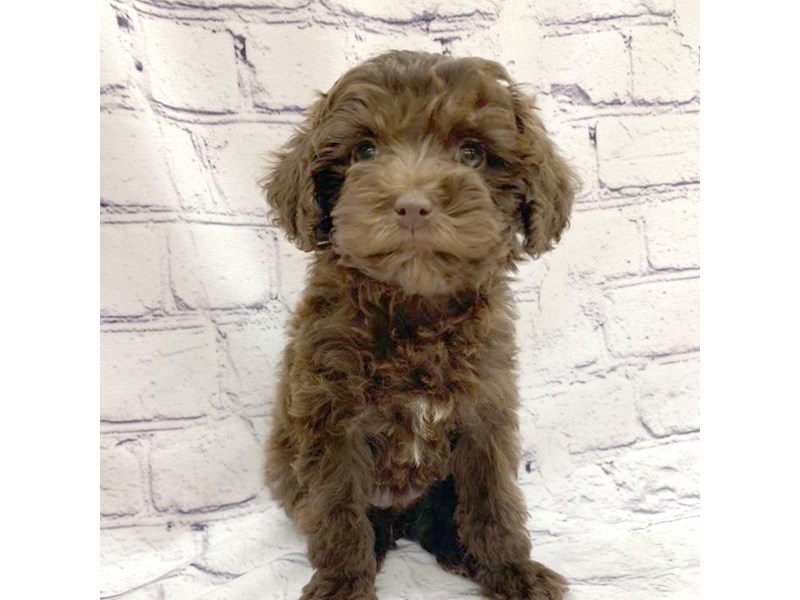 Cavapoo Puppy Chocolate ID:7563 Located at Petland Ashland, Kentucky