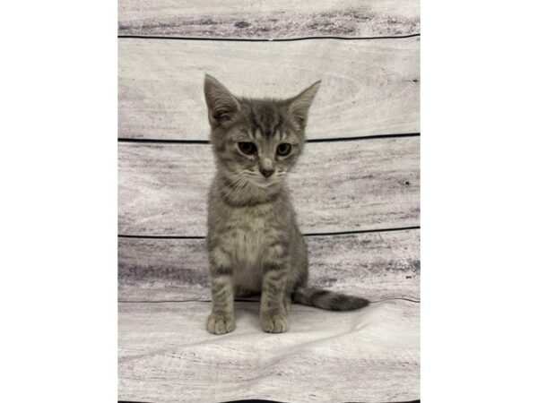 Adopt A Pet Kitten CAT Male Grey Tabby 7572 Petland Ashland, Kentucky