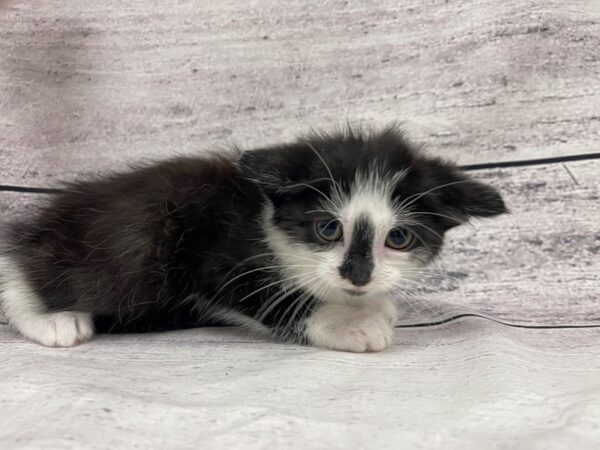 Adopt A Pet Kitten CAT Male Blk/Wh 7569 Petland Ashland, Kentucky