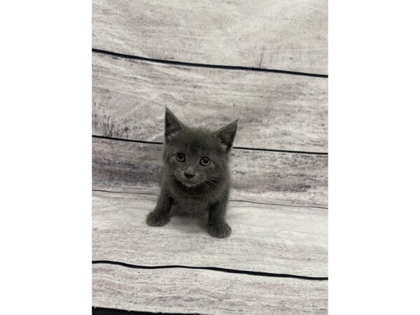 Adopt A Pet Kitten CAT Male Grey 7570 Petland Ashland, Kentucky