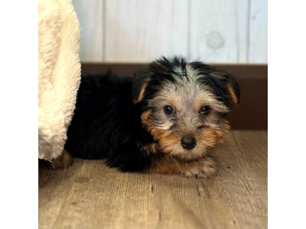 Yorkshire Terrier DOG Female Black / Tan 7601 Petland Ashland, Kentucky