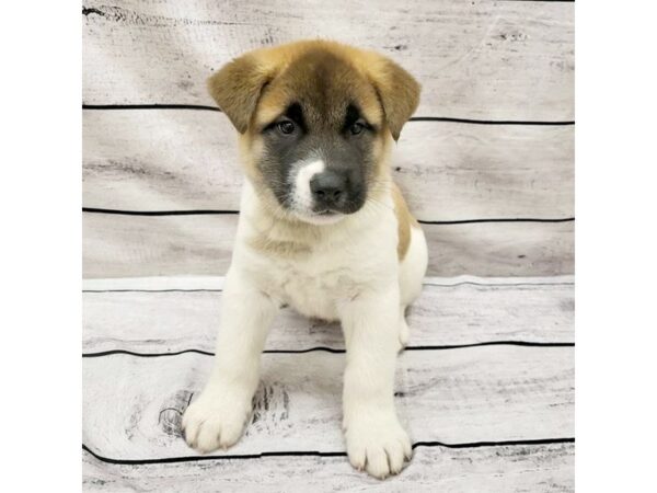 Akita DOG Male Black / Fawn 7590 Petland Ashland, Kentucky