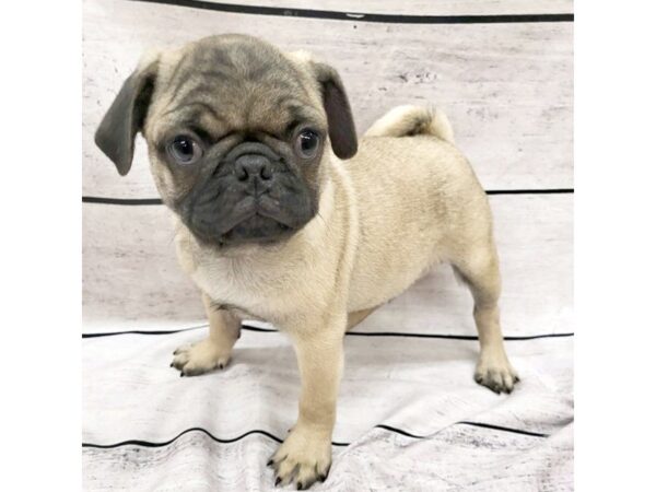 Pug DOG Male Fawn 7588 Petland Ashland, Kentucky