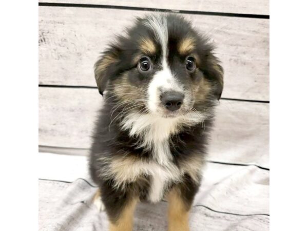 Miniature Australian Shepherd DOG Female Black White / Tan 7587 Petland Ashland, Kentucky