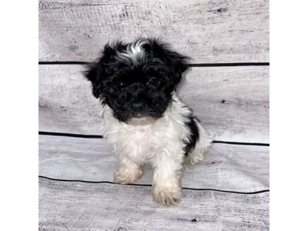 Havanese-DOG-Male-Black-7586-Petland Ashland, Kentucky