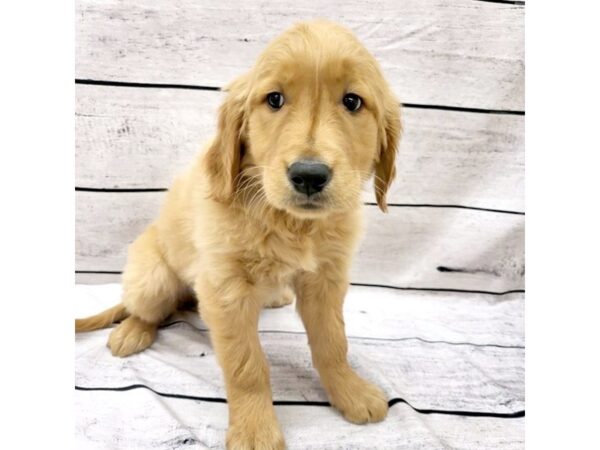 Golden Retriever DOG Male Golden 7585 Petland Ashland, Kentucky