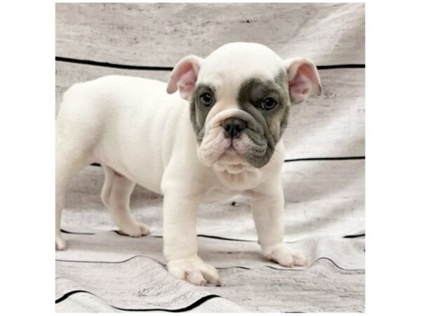 Bulldog DOG Male White 7584 Petland Ashland, Kentucky