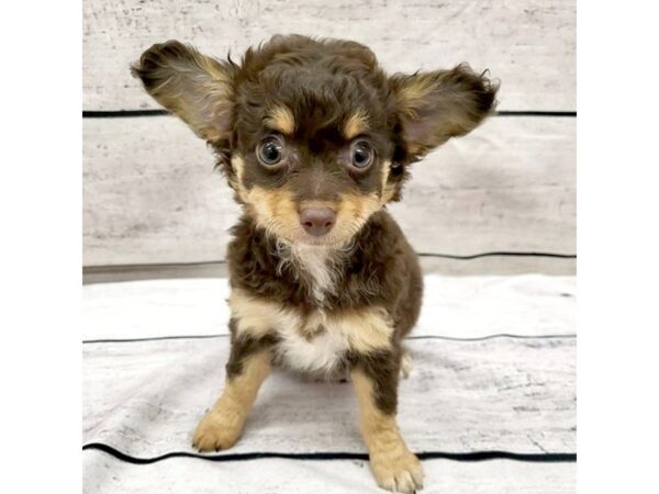 Chihuahua DOG Female Chocolate / Tan 7583 Petland Ashland, Kentucky