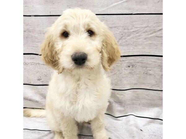 Goldendoodle DOG Male Golden 7582 Petland Ashland, Kentucky