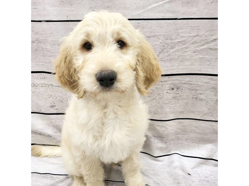 GoldendoodleDOGMaleGolden3869017Petland Ashland, Kentucky