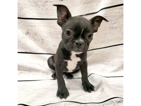 Frenchton-DOG-Female-Black Brindle-7580-Petland Ashland, Kentucky