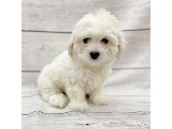 Teddy Bear DOG Male Cream 7579 Petland Ashland, Kentucky