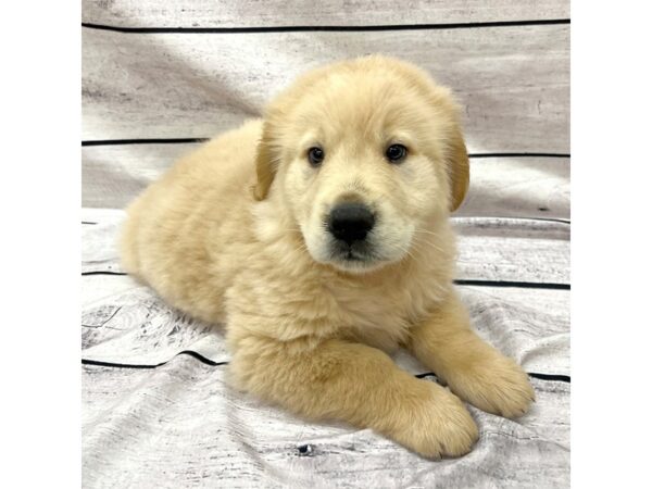 Golden Retriever DOG Male Golden 7576 Petland Ashland, Kentucky