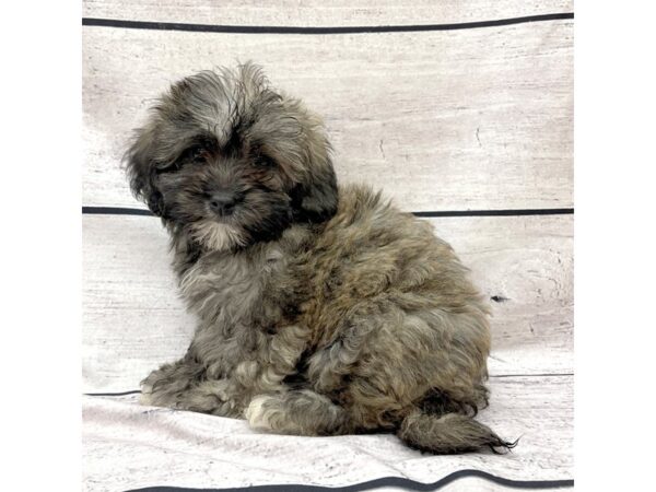 Shipoo-DOG--Gold-7575-Petland Ashland, Kentucky