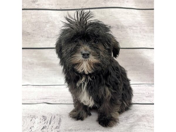 Yorkiepoo DOG Female Blk/white 7574 Petland Ashland, Kentucky