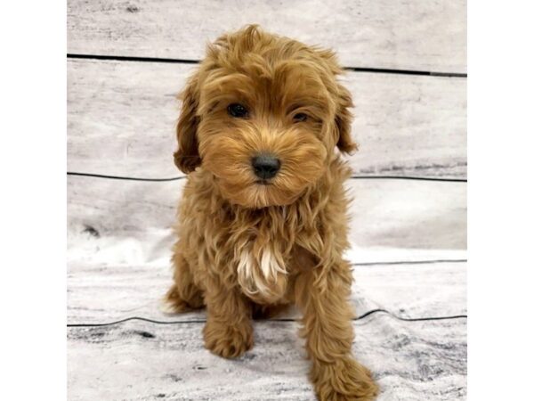 Cavapoo DOG Male Red 7602 Petland Ashland, Kentucky