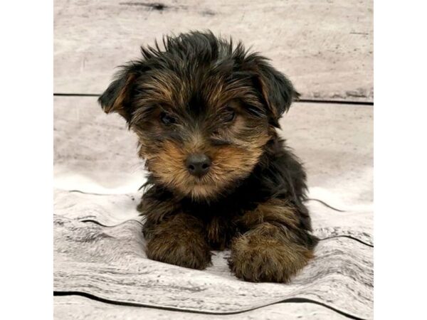 Yorkshire Terrier DOG Male Black / Tan 7600 Petland Ashland, Kentucky