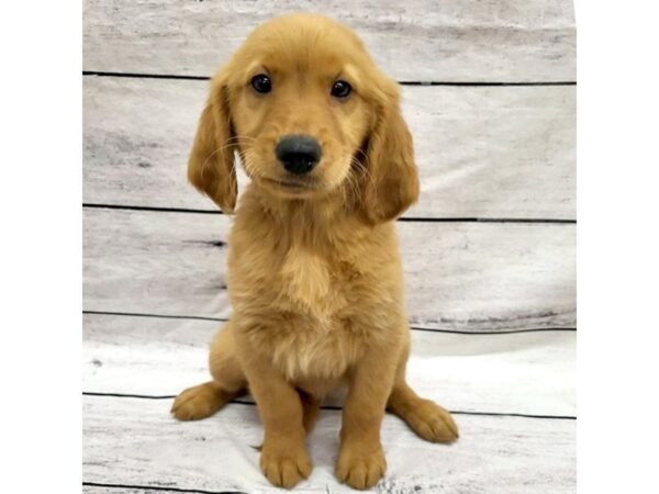 Golden Retriever DOG Male Golden 7598 Petland Ashland, Kentucky