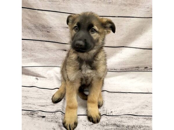 German Shepherd Dog DOG Male Black / Tan 7596 Petland Ashland, Kentucky