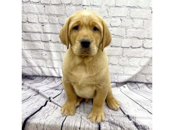 Labrador Retriever-DOG-Male-Yellow-7595-Petland Ashland, Kentucky