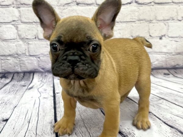 French Bulldog DOG Male Fawn 7594 Petland Ashland, Kentucky