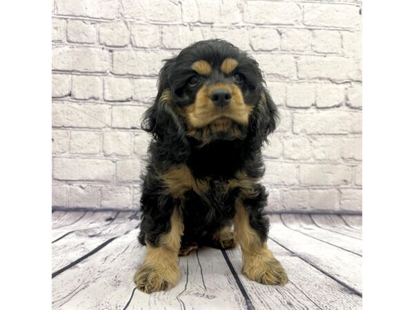 Cocker Spaniel DOG Female Black / Tan 7593 Petland Ashland, Kentucky