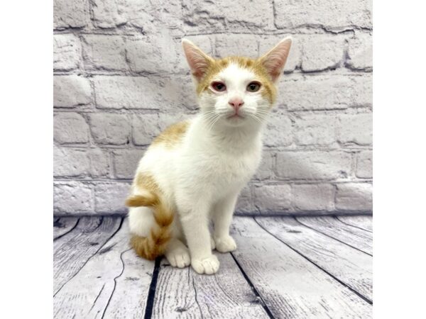 Adopt A Pet Kitten CAT Male Orange/White 7592 Petland Ashland, Kentucky