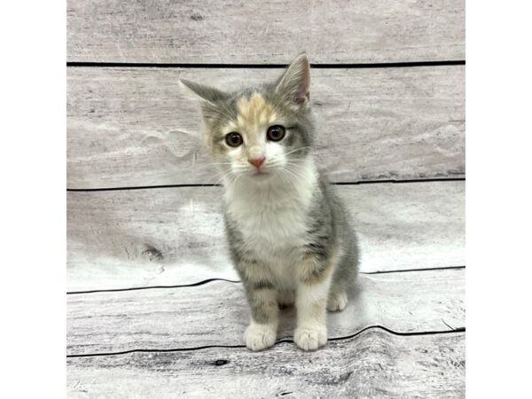 Adopt A Pet Kitten CAT Female Calico 7603 Petland Ashland, Kentucky