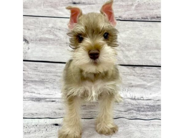 Miniature Schnauzer DOG Male Salt / Pepper 7605 Petland Ashland, Kentucky