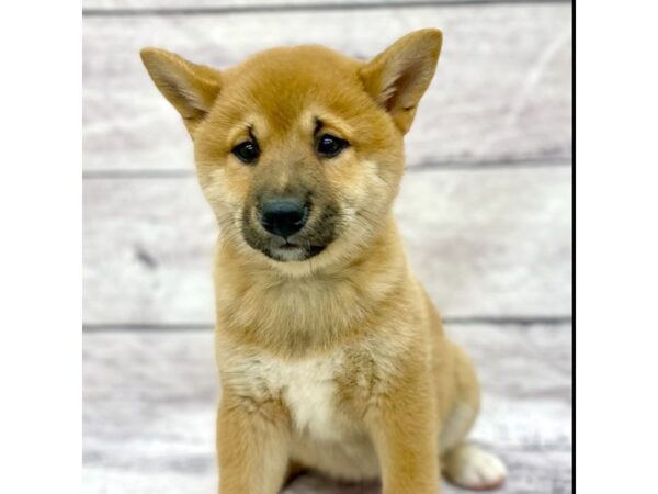 Shiba Inu DOG Female Red 7606 Petland Ashland, Kentucky