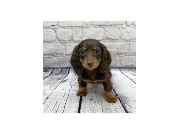 Dachshund DOG Female Chocolate / Tan 7624 Petland Ashland, Kentucky