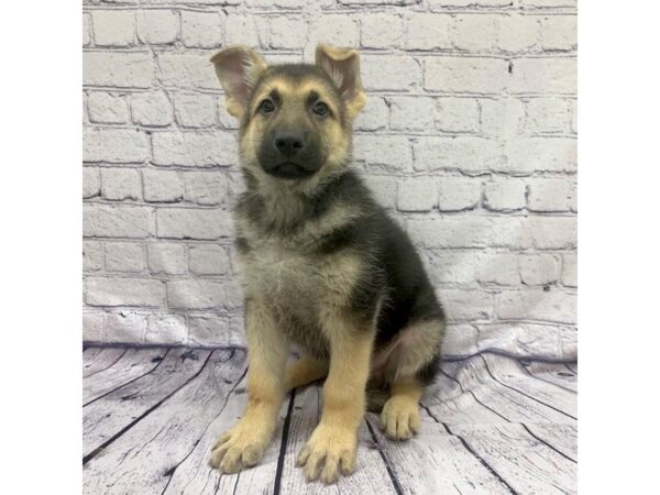 German Shepherd Dog DOG Male Black / Tan 7623 Petland Ashland, Kentucky