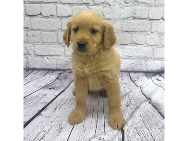 Goldendoodle Mini DOG Male Red 7616 Petland Ashland, Kentucky